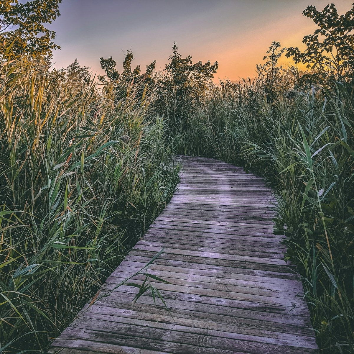 brown pathway beside grass